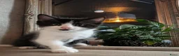 Mixed Breed cats for sale: Kittens ready for homes  - Advert 4