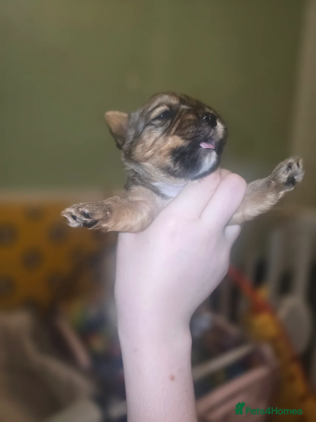 Yorkshire Terrier dogs for sale: wonderful puppies yorkshire terrier - Advert 37