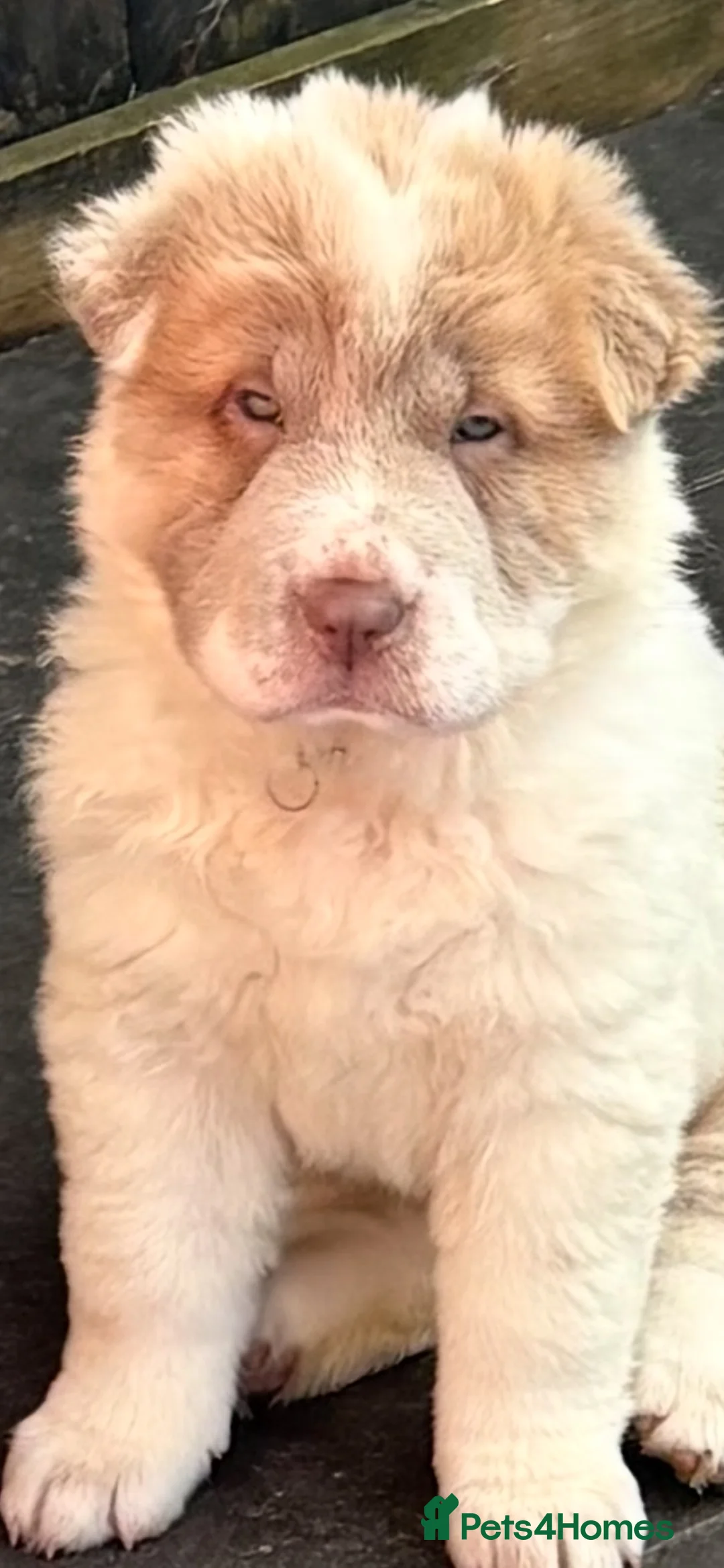 Shar Pei dogs for sale: Ready now !!! flower bear coats kc - Advert 2