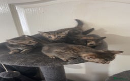 Mixed Breed cats for sale: 4 little kittens - Image 1