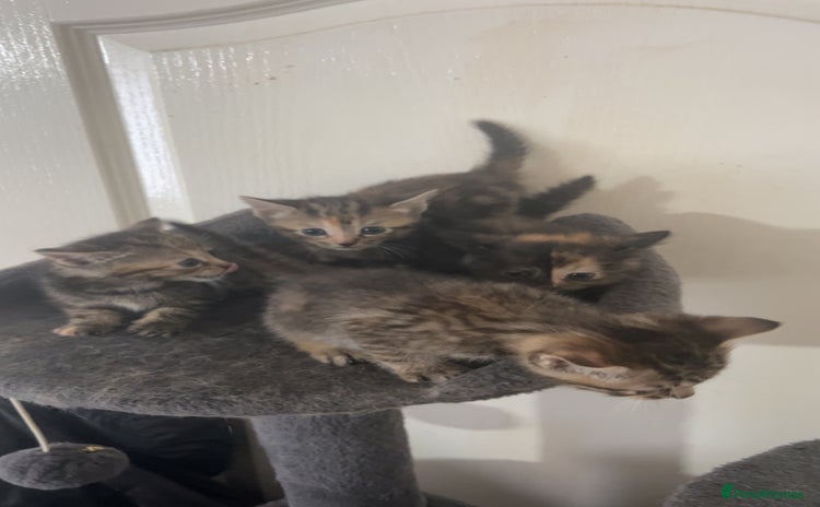 Mixed Breed cats - Advert 9