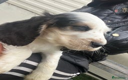 Cocker Spaniel dogs for sale: Beautiful show type cocker spaniels  in York - Image 13