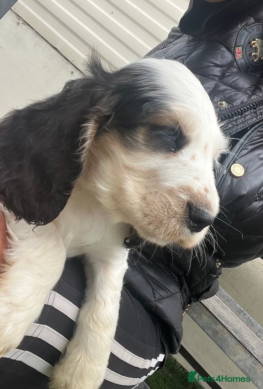 Cocker Spaniel dogs for sale: Beautiful show type cocker spaniels  in York - Image 13