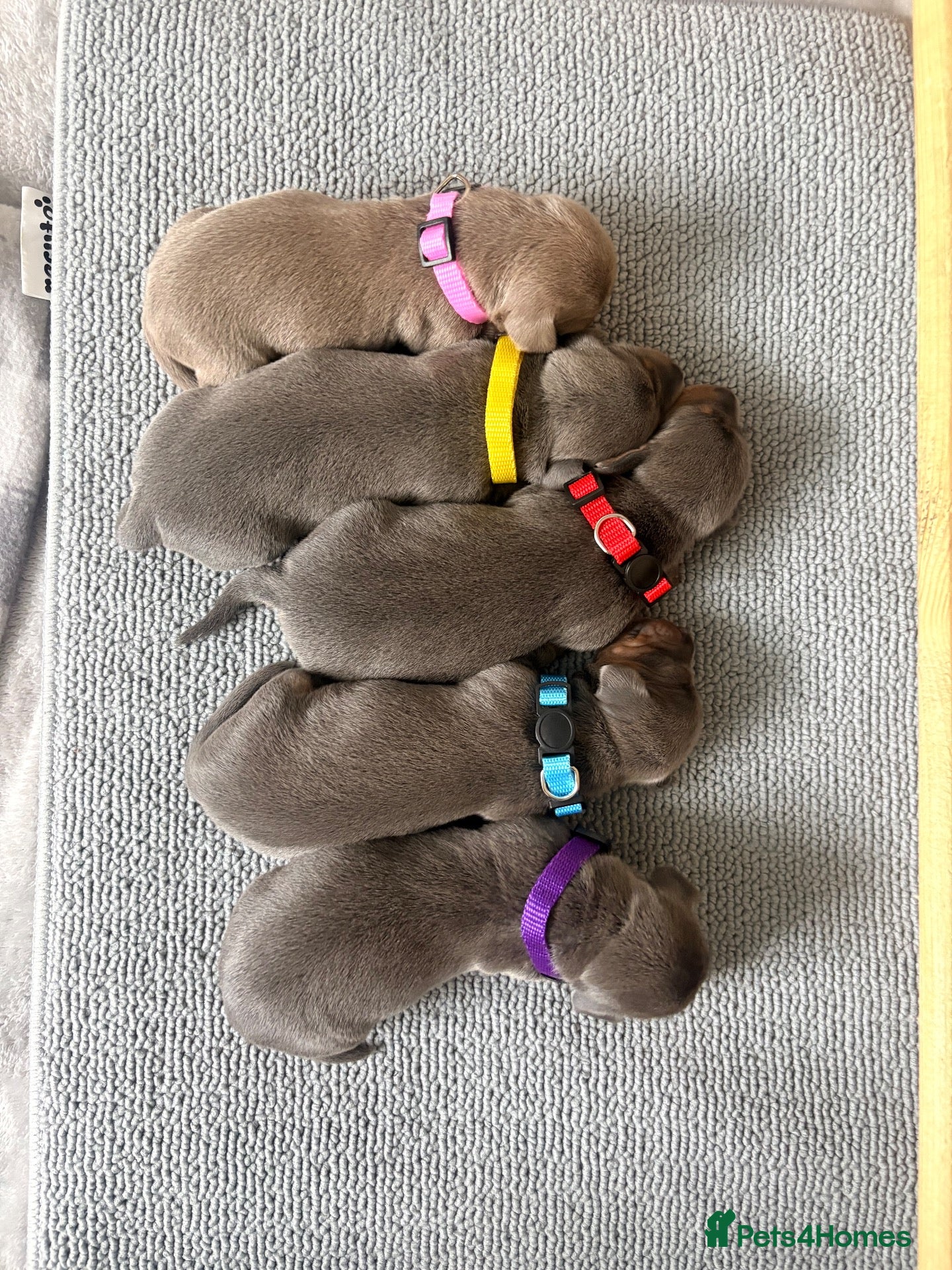 Miniature Dachshund dogs Blue/tan Isabelle/tan Miniature Dachshund Puppies  - Advert 8