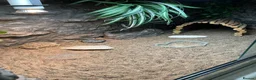 Tortoise reptiles for sale: leopard tortoise with terrarium - Advert 2