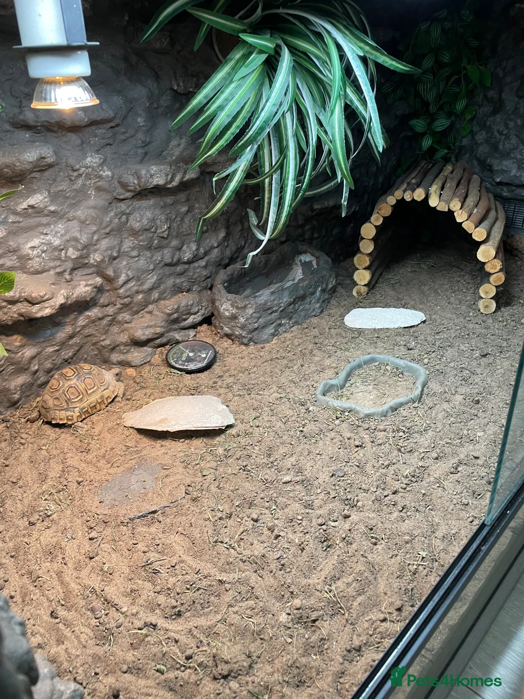 Tortoise reptiles for sale: leopard tortoise with terrarium - Advert 2