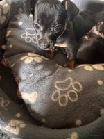 Mixed Breed dogs - Advert 12