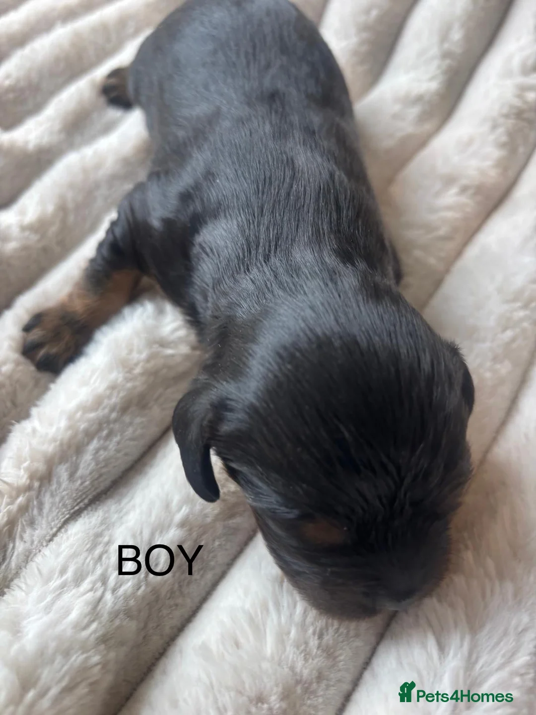 Cavalier King Charles Spaniel dogs for sale: KC registered cavalier King Charles  - Advert 7