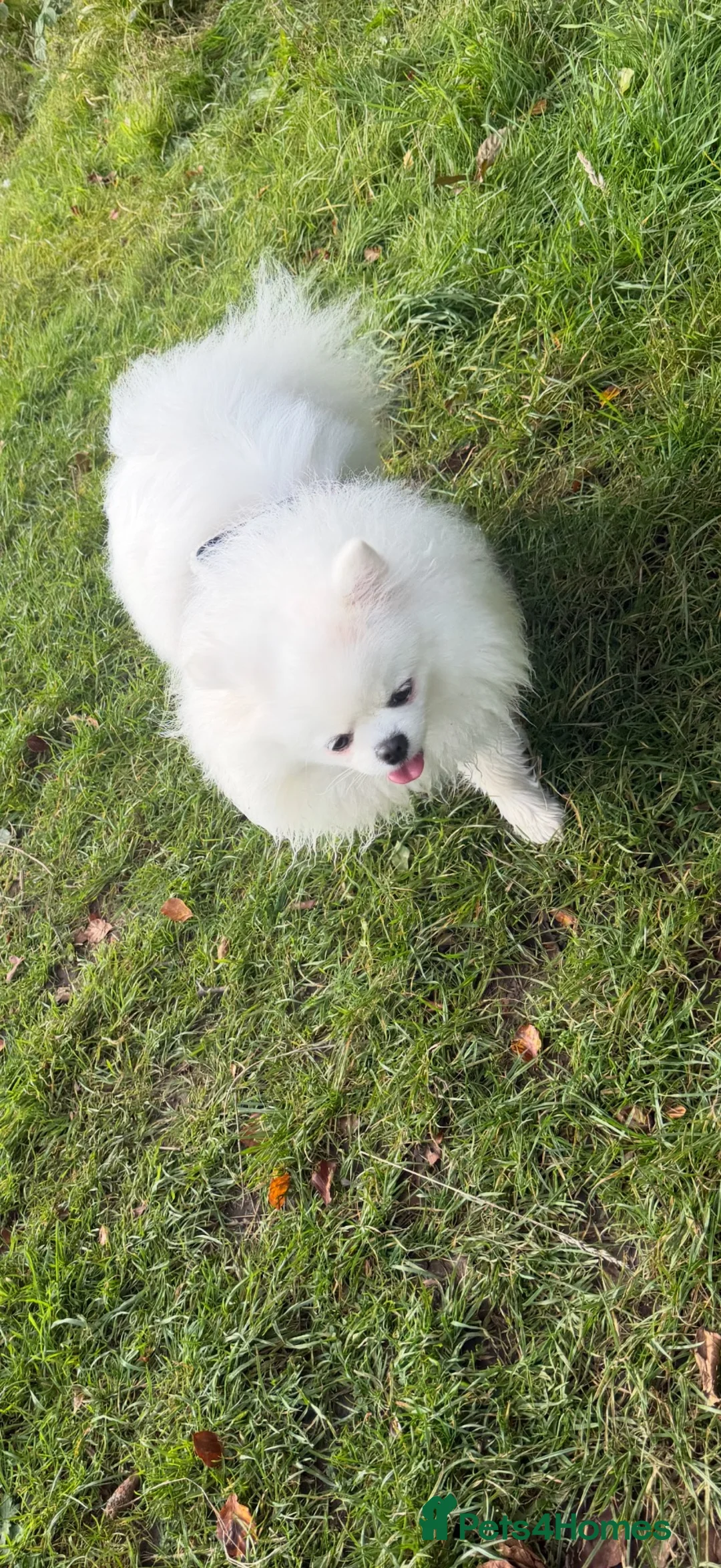 Pomeranian dogs for sale: Incredible Teddy Bear Pom Girl One in a Million  - Advert 2