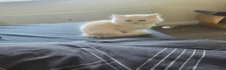 Persian cats for sale: Last persain  kittens 1 - Advert 3