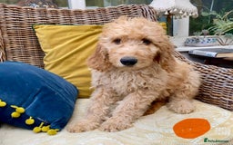 Irish Doodle dogs for sale: F1 Standard Irish Doodle Puppies  - Image 2