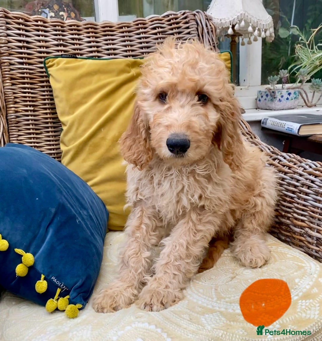 Irish Doodle dogs for sale: F1 Standard Irish Doodle Puppies  - Image 2
