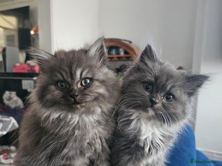 British Longhair cats British longhair mix fluffy kittens - Advert 2