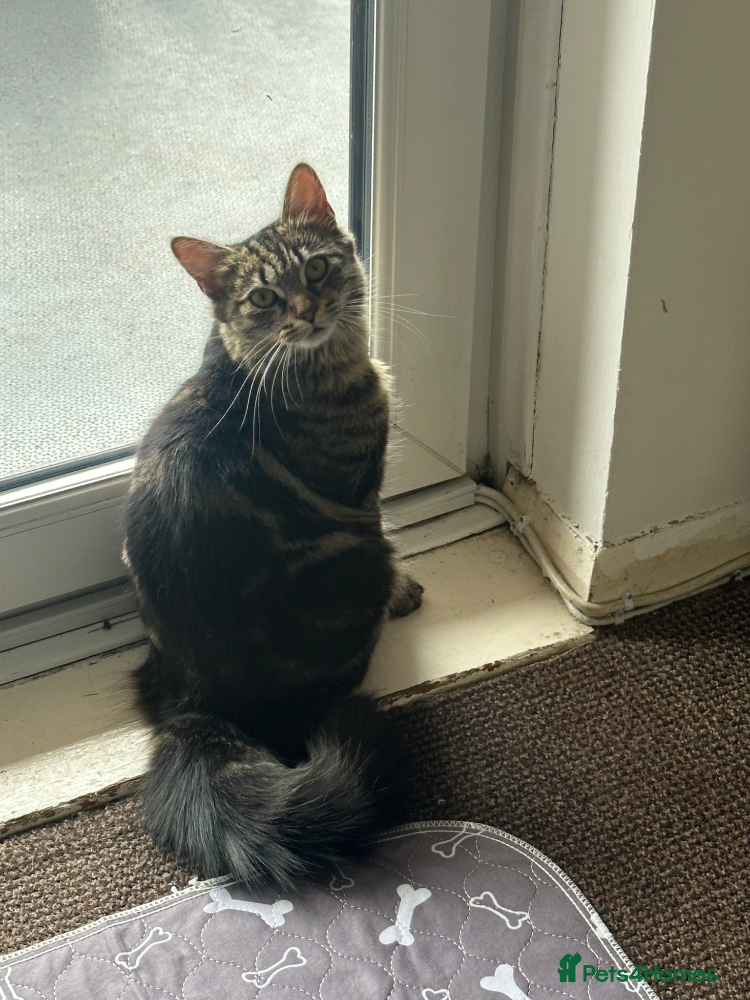 Mixed Breed cats Blackie - Advert 1