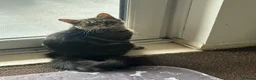 Mixed Breed cats for sale: Blackie - Advert 1