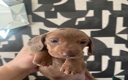 Dachshund dogs for sale: Miniature dachshunds  - Image 16