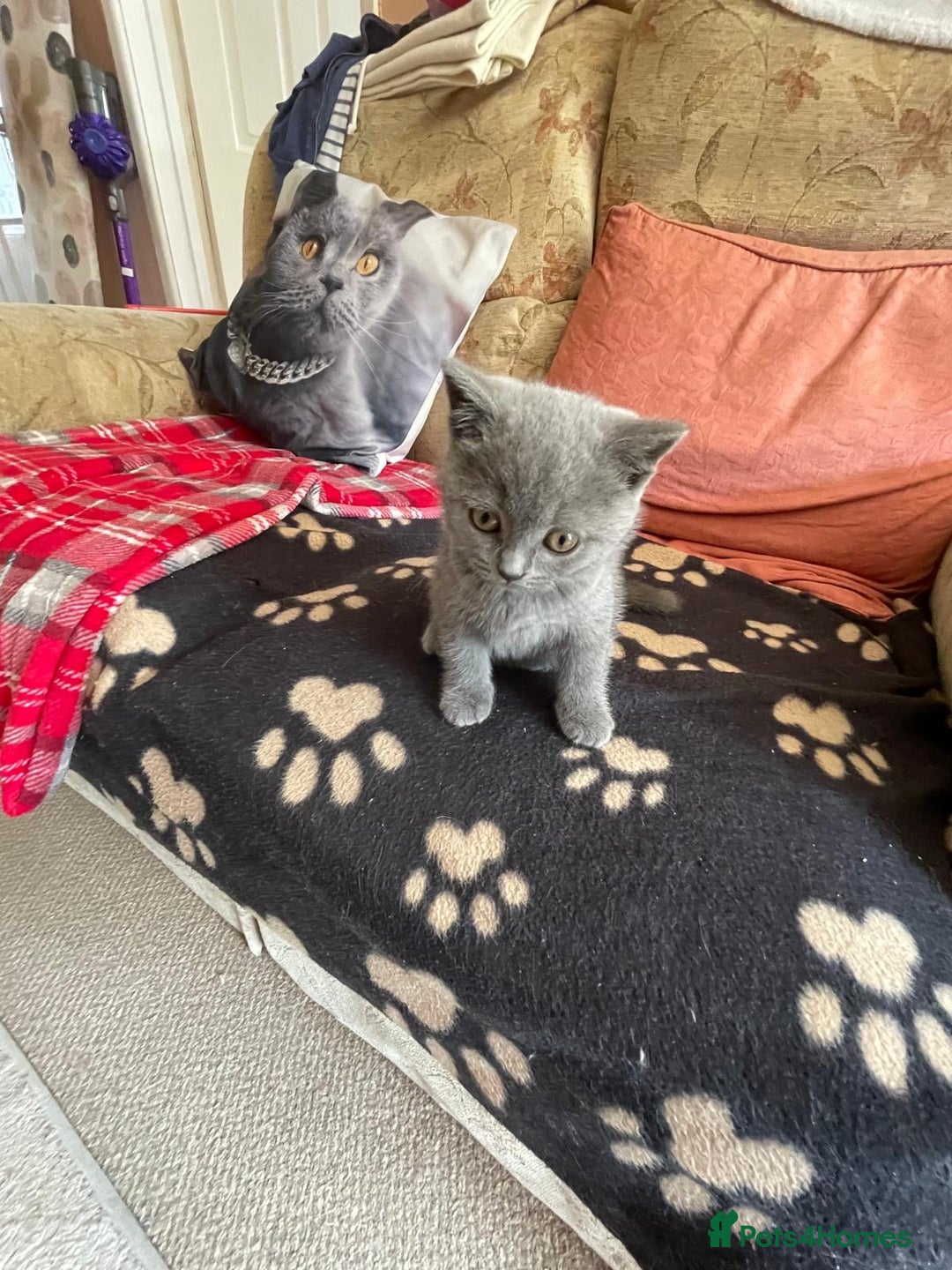 British Shorthair cats for sale: British Blue Shorthair Kittens - Image 11