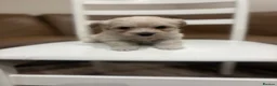 Maltipoo dogs for sale: Miniature maltipoo puppies - Advert 18
