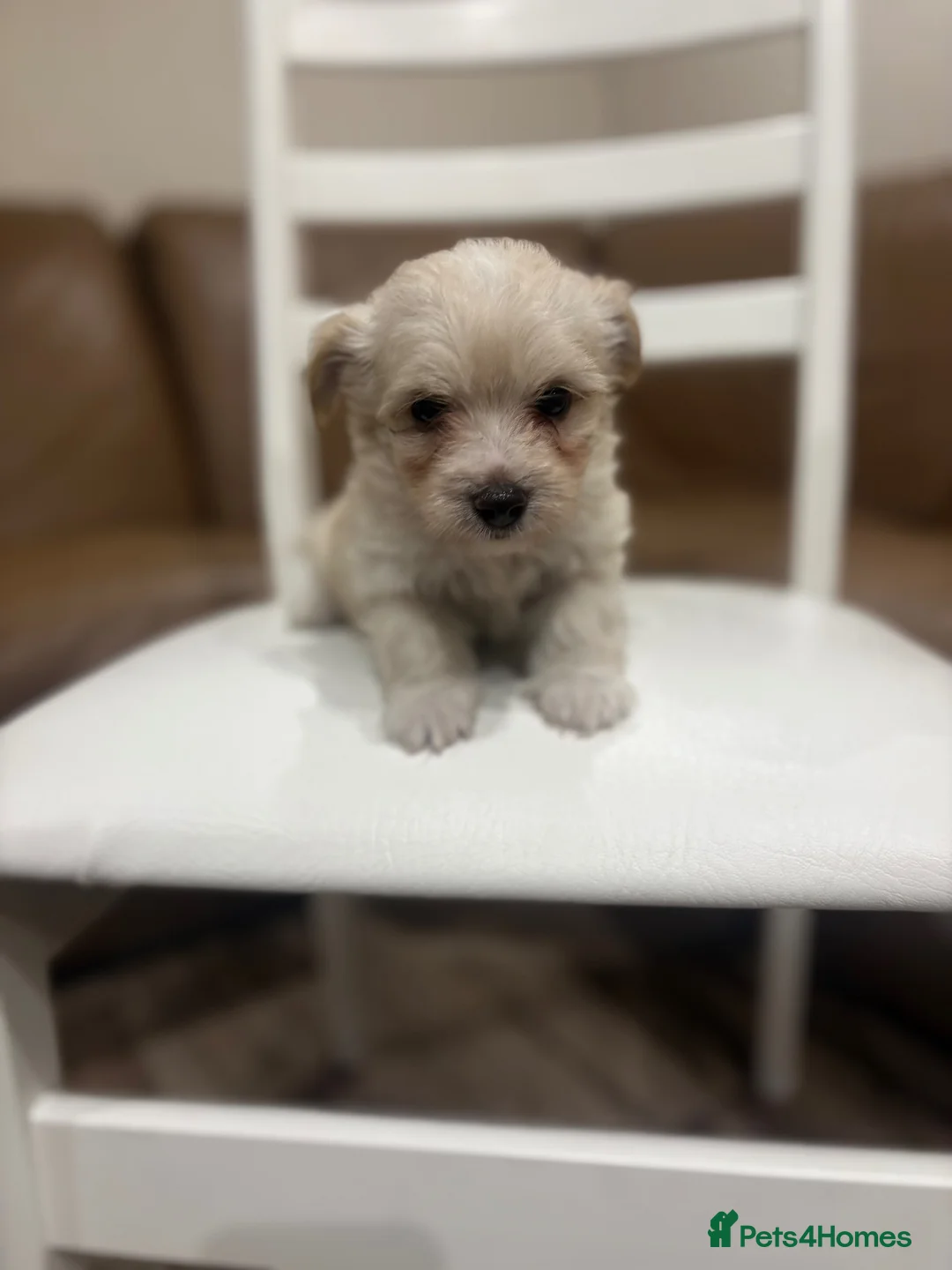 Maltipoo dogs for sale: Miniature maltipoo puppies - Advert 18