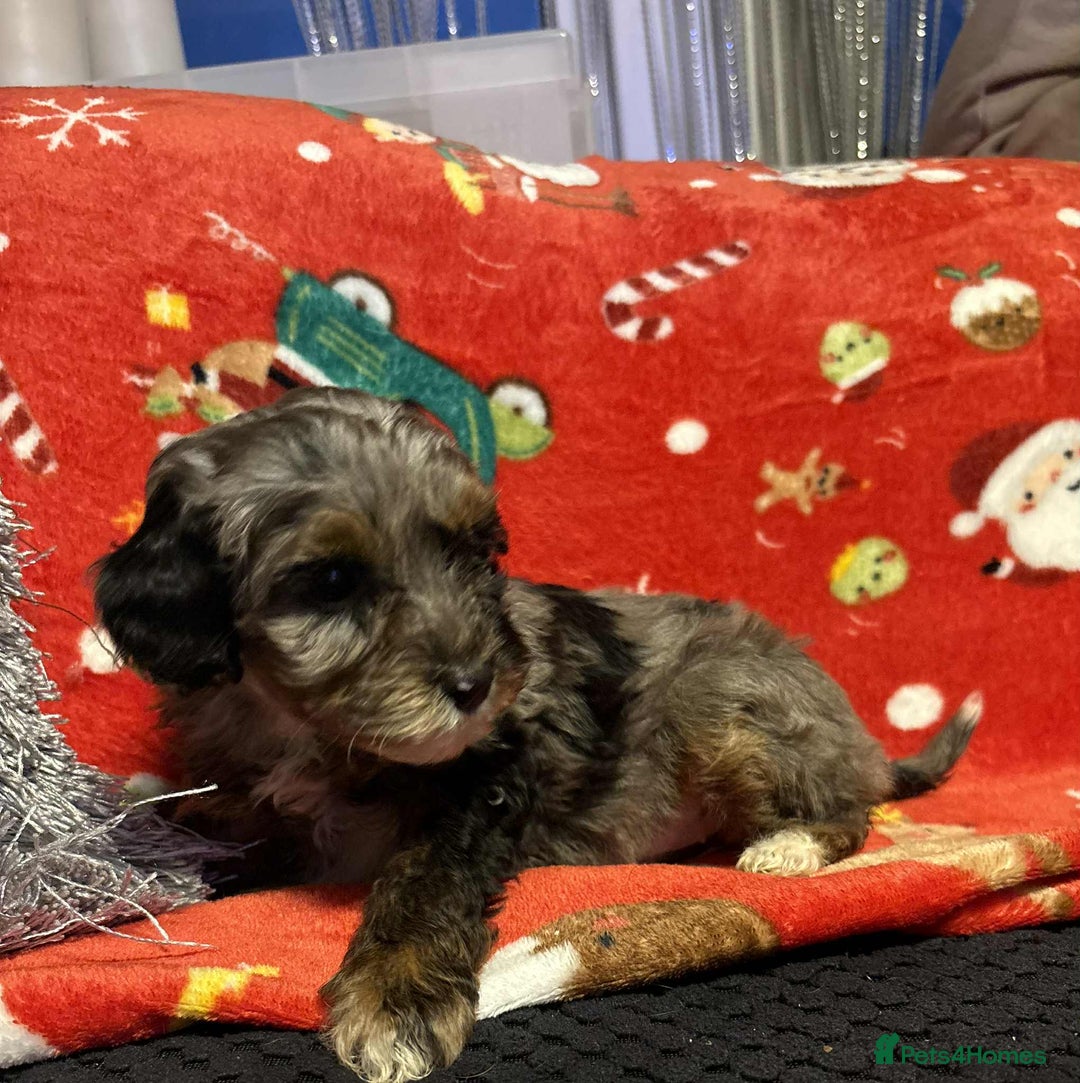 Cockapoo dogs for sale: Cockapoo puppies - Image 3