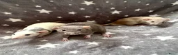 Rat rodents for sale: Baby Dumbo Rats Fancy Rats Male  - Advert 7