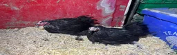 Chickens poultry for sale: Pekin pullets  - Advert 4
