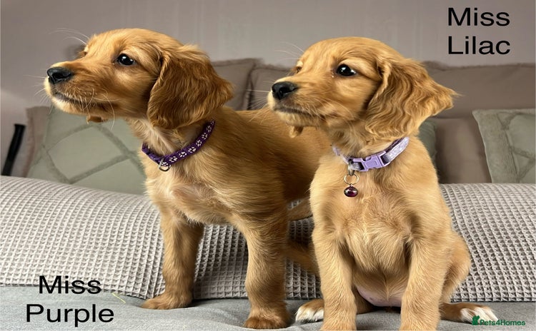 Goldendoodle dogs - Advert 11