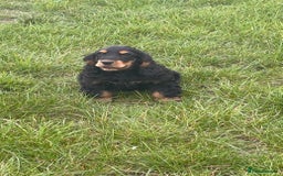 Cocker Spaniel dogs for sale: Sadly back available stunning show boy - Image 13