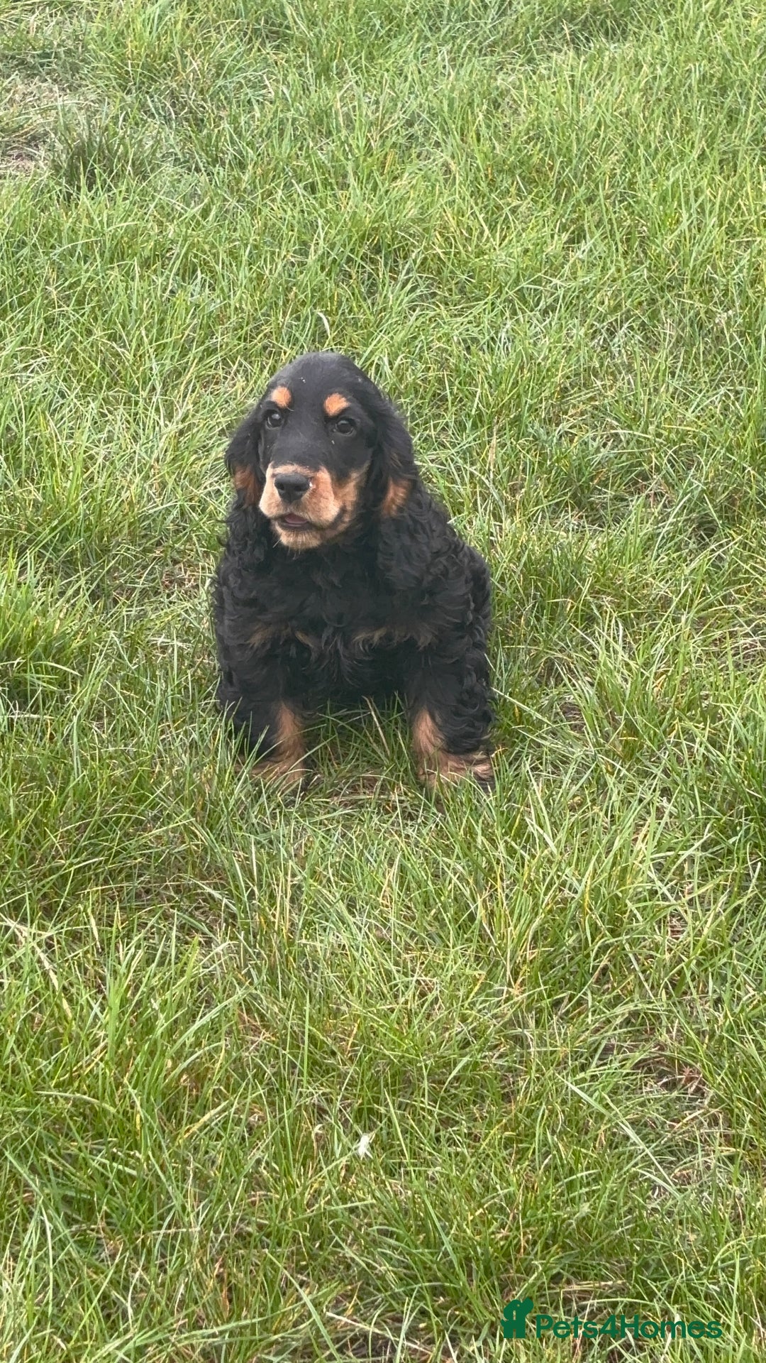 Cocker Spaniel dogs for sale: Sadly back available stunning show boy - Image 13