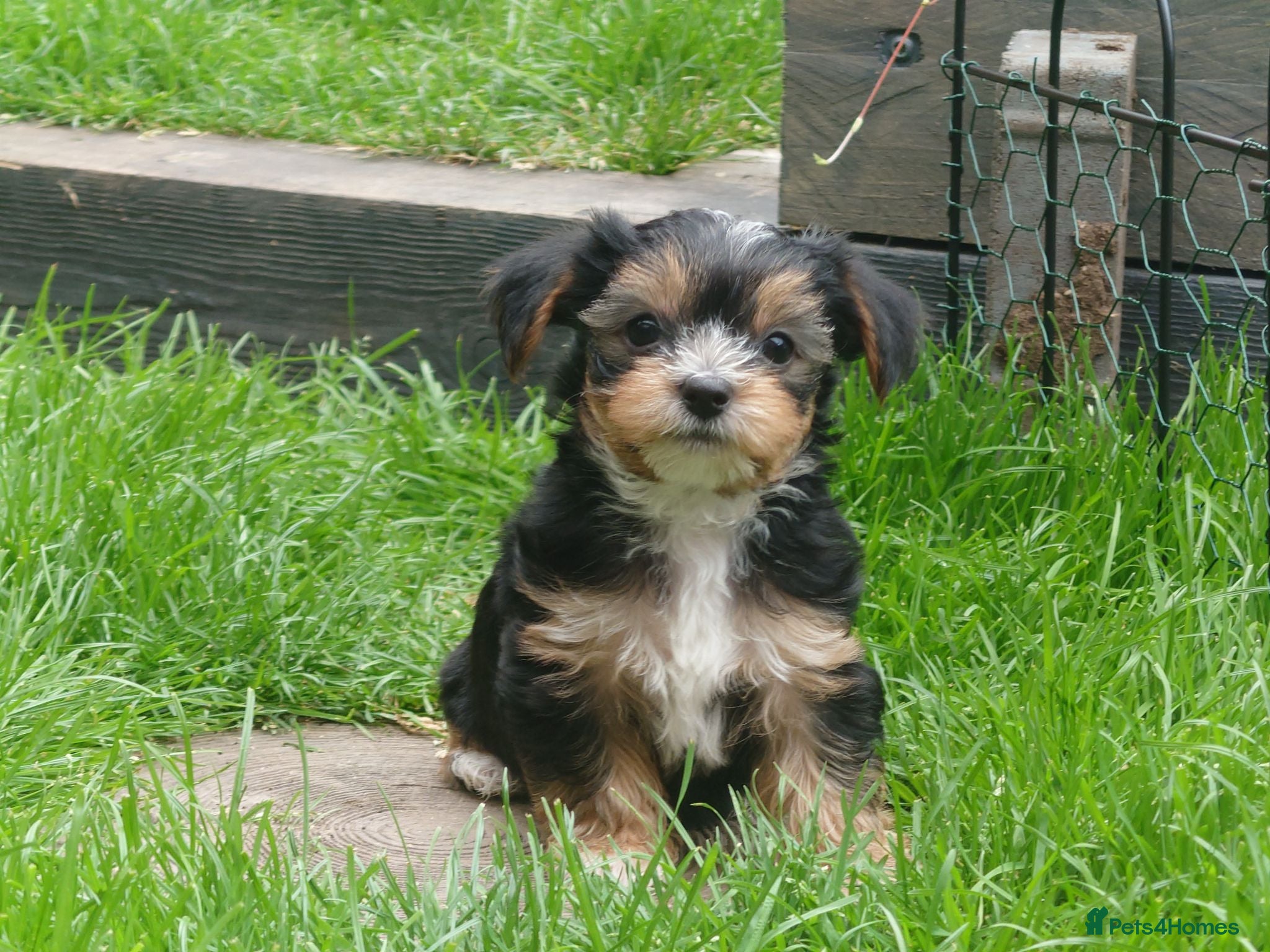 Yorkshire Terrier dogs Yorkshire puppies  - Advert 1
