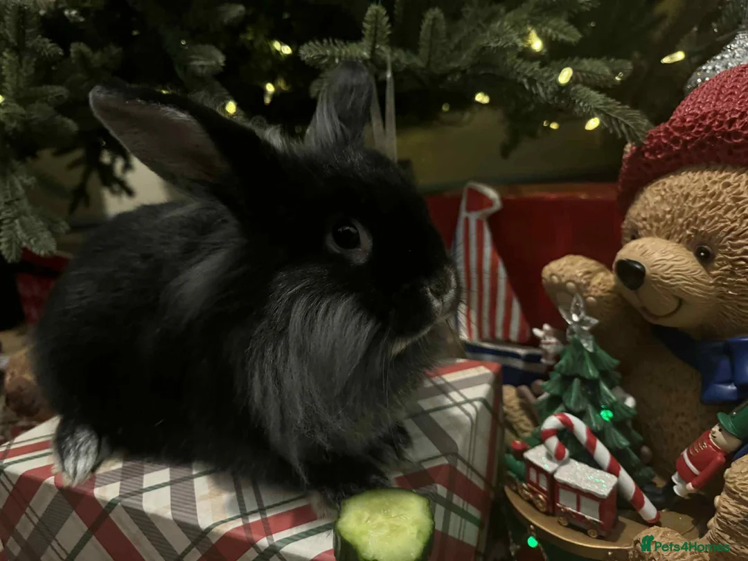 French Lop rabbits for sale: French lops and lion heads  - Advert 9