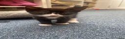 Mixed Breed cats for sale: Kittens for sale in Edgware - Advert 7