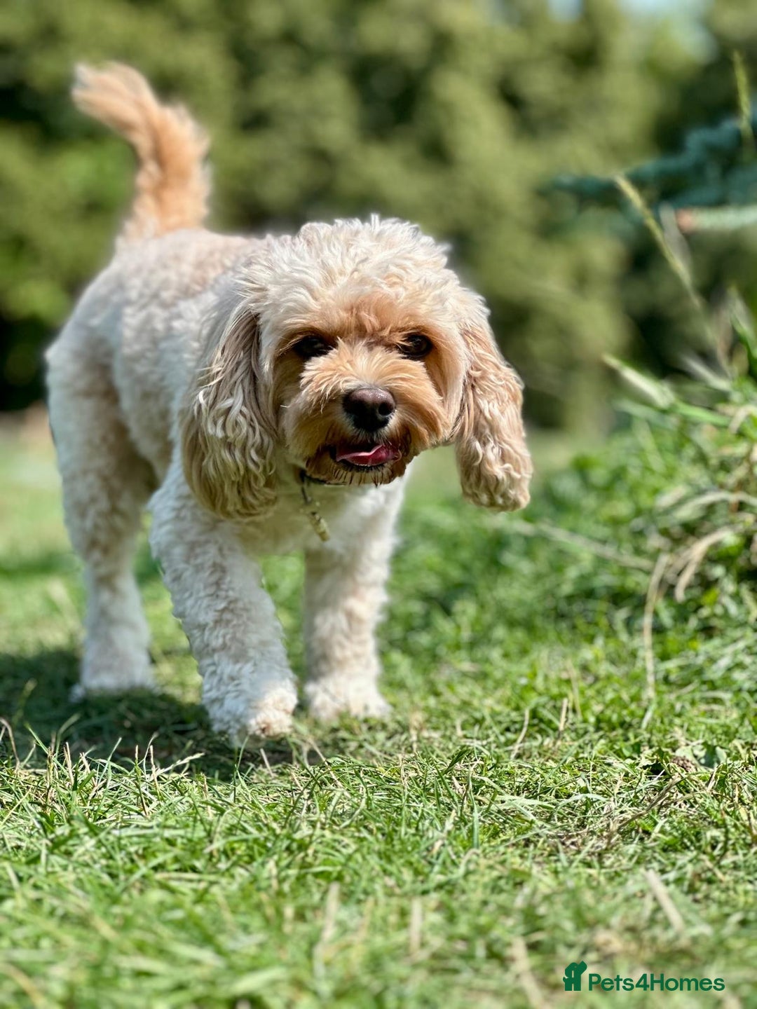Cavapoo dogs for sale: Cavapoo puppies for sale - Advert 7