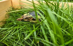 Hermann Tortoise reptiles for sale: Dwarf Hermann Tortise - Image 2