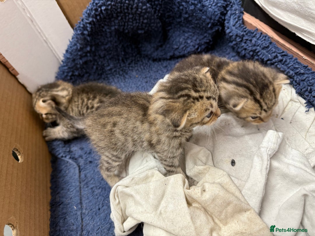 British Shorthair cats for sale: Pure tabby kittens - Image 1