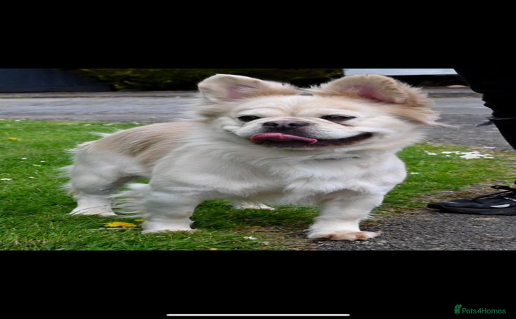 French Bulldog dogs in Dagenham - Advert 3
