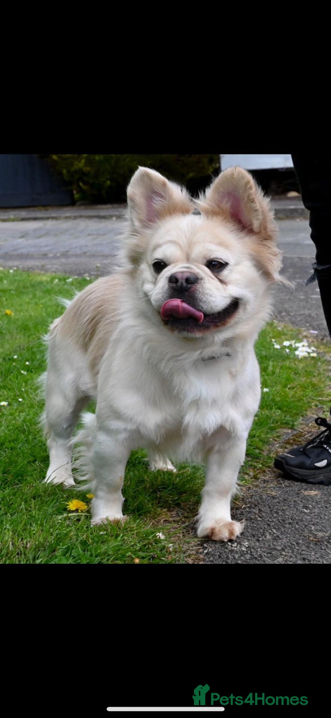 French Bulldog dogs for sale: French bulldog fluffy pink carriers in Dagenham - Image 1