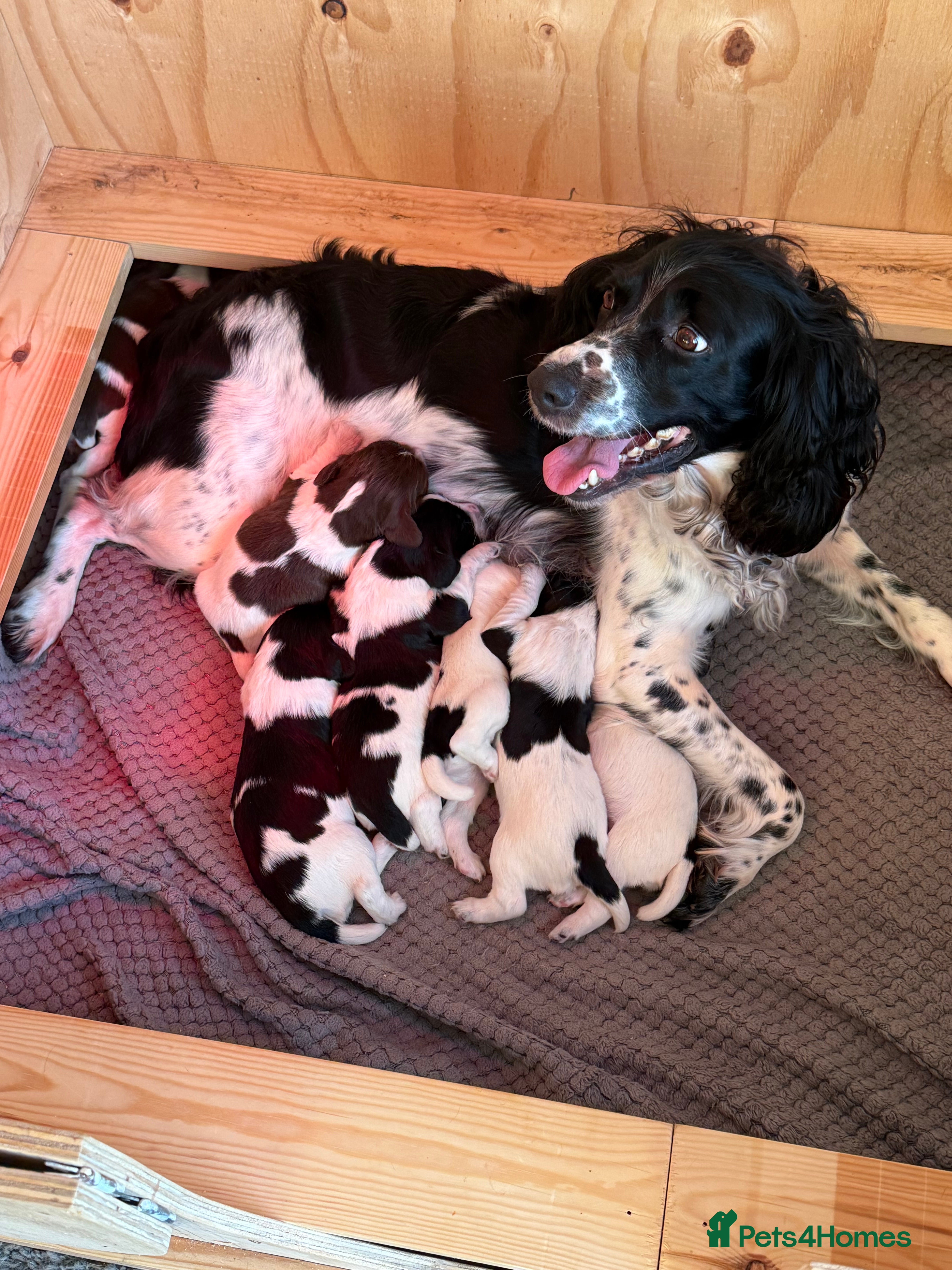 English Springer Spaniel dogs KC Registered English Springer Spaniel Puppies - Advert 1