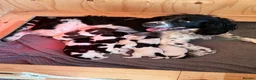 English Springer Spaniel dogs for sale: KC Registered English Springer Spaniel Puppies - Advert 1