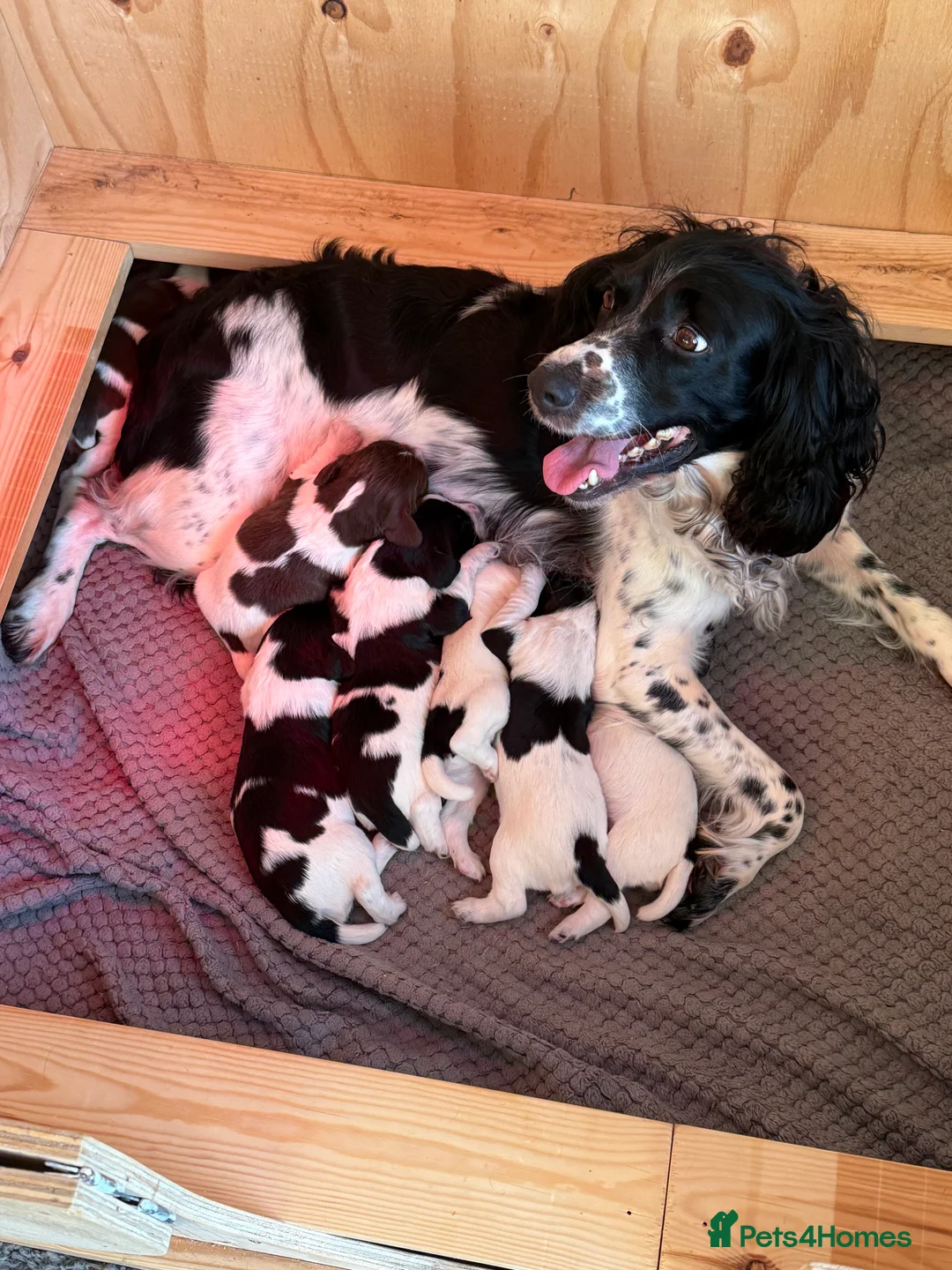 English Springer Spaniel dogs for sale: KC Registered English Springer Spaniel Puppies - Advert 1