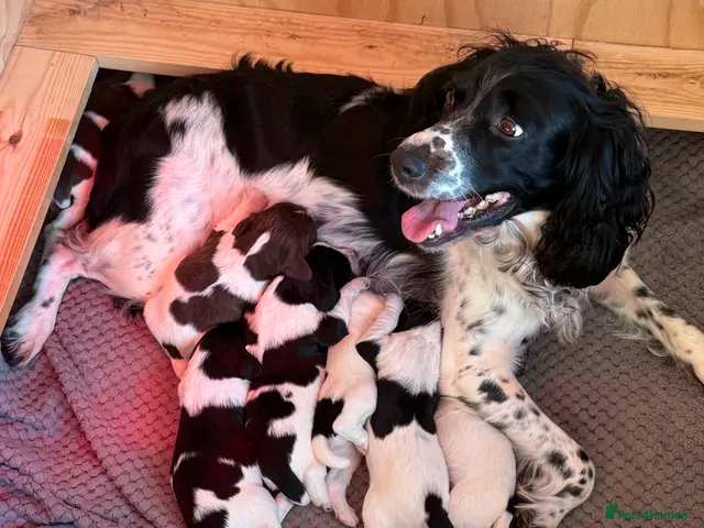 English Springer Spaniel dogs KC Registered English Springer Spaniel Puppies - Advert 13