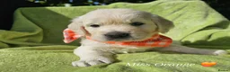 Golden Retriever dogs for sale: Outstanding Kc registered Golden Retriever puppies - Advert 36
