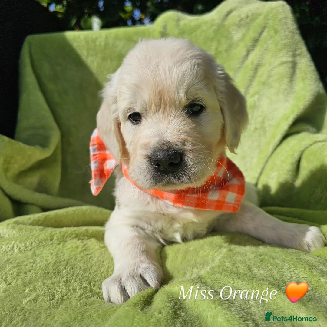 Golden Retriever dogs for sale: Outstanding Kc registered Golden Retriever puppies - Advert 36