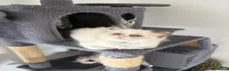 Ragdoll cats for sale: 100% Fully Traceable ragdoll kitten for sale - Advert 8