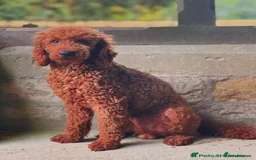 Cockapoo dogs for sale: red cockapoo f1 non fading - Image 11