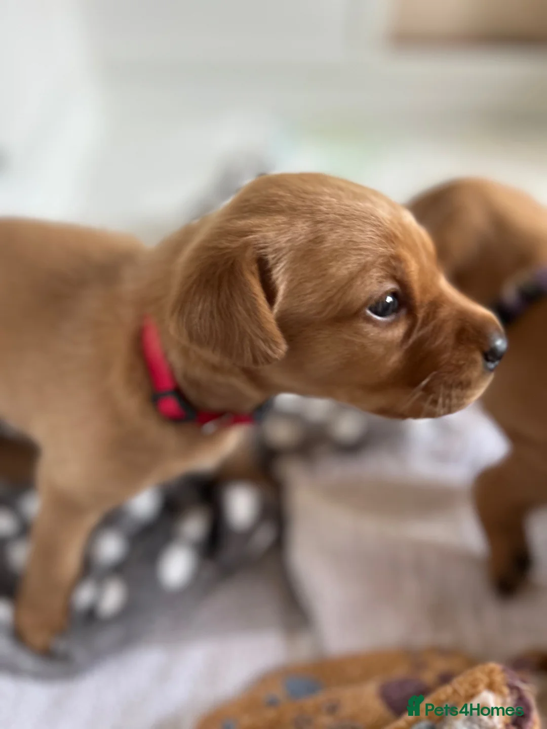 Labrador Retriever dogs for sale: KC Fox Red Labrador Retriever Puppies - Advert 2