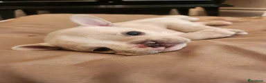 French Bulldog 1
