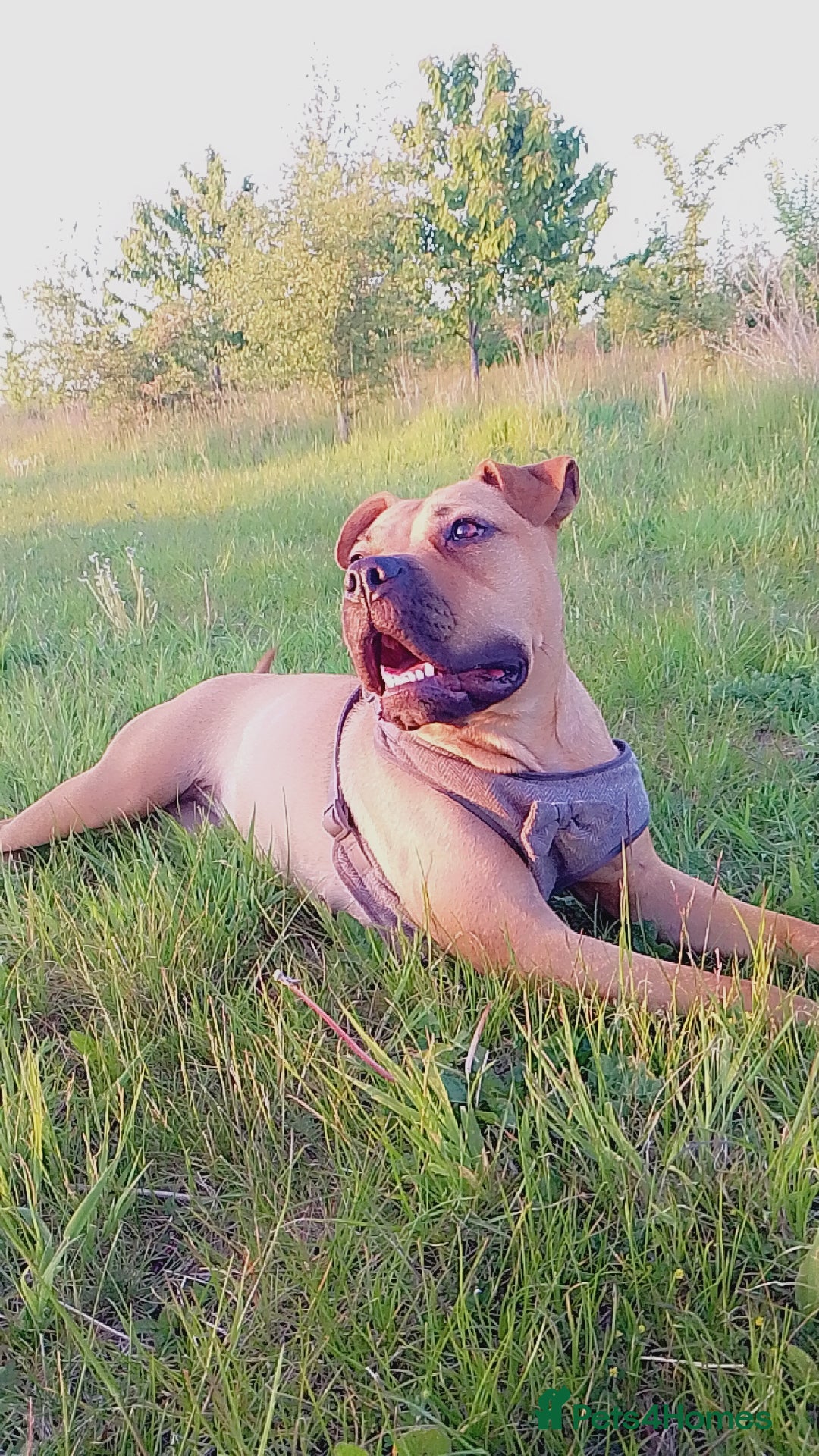Mixed Breed dogs for sale: Loveable Luna Needing a new home - Image 5