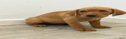 Labrador Retriever dogs for sale: Labrador puppies from a loving family home. - Advert 40