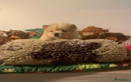 Chow Chow dogs for sale: 5 Chow Chow Puppies - Image 4